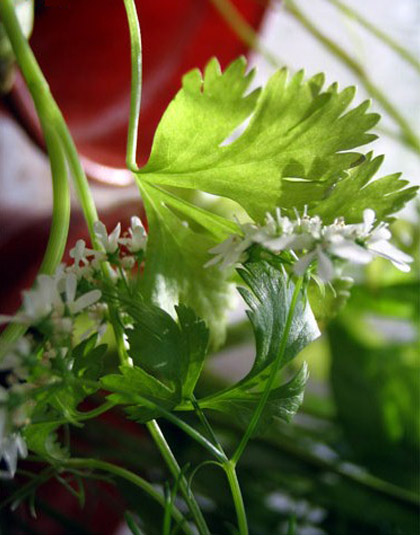 Spices in Kerala