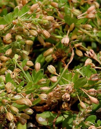 Spices in Kerala