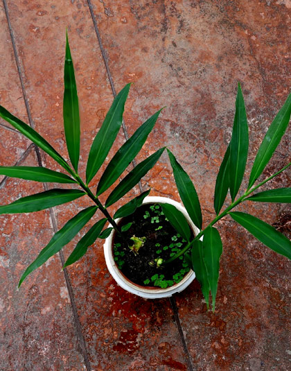 Spices in Kerala