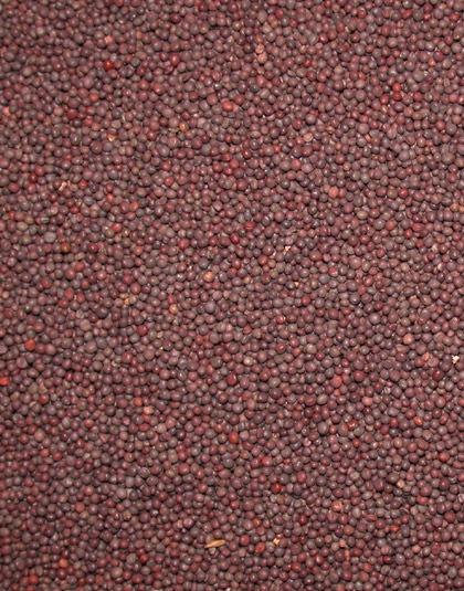 Spices in Kerala