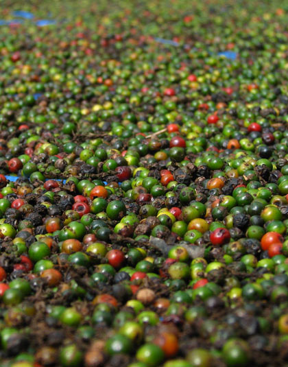 Spices in Kerala